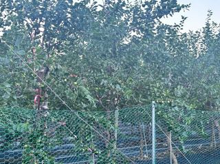 김광열님의 기타작물 · 영농일지 작성글 사진