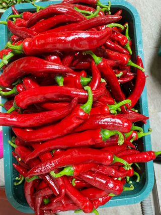 오디님의 고추 · 영농일지 작성글 사진