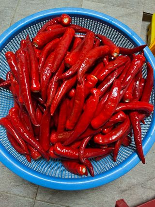 오디님의 고추 · 영농일지 작성글 사진