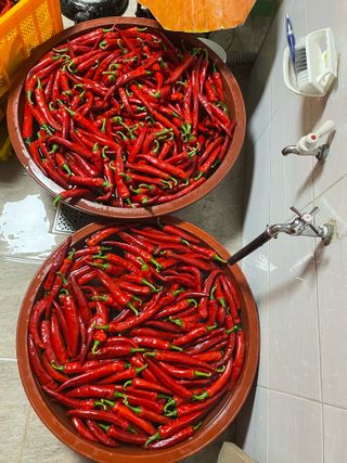 오디님의 고추 · 영농일지 작성글 사진