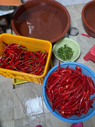 오디님의 고추 · 영농일지 작성글 사진