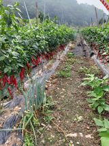 팜모닝 고추·영농일지 게시글 이미지