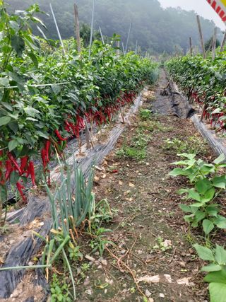 청주 미원 최재수님의 고추 · 영농일지 작성글 사진