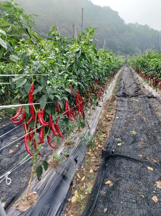청주 미원 최재수님의 고추 · 영농일지 작성글 사진