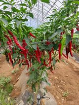 팜모닝 고추·영농일지 게시글 이미지