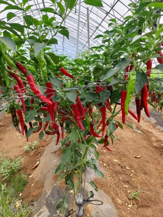 성환땅지기님의 고추 · 영농일지 작성글 사진