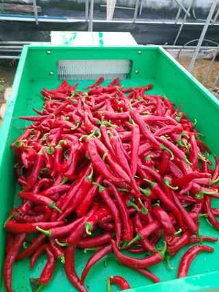 성환땅지기님의 고추 · 영농일지 작성글 사진