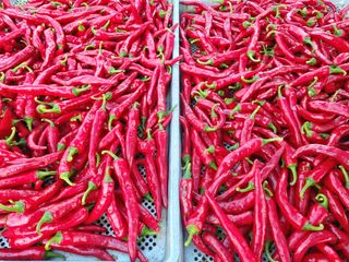 성환땅지기님의 고추 · 영농일지 작성글 사진