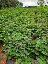 팜모닝 고구마·영농일지 게시글 이미지