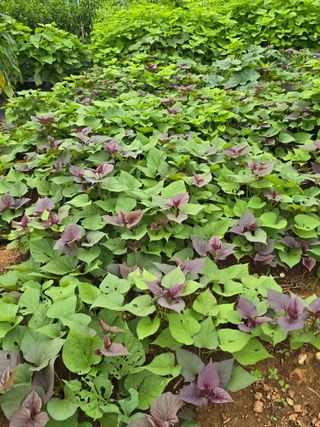 김재경님의 고구마 · 영농일지 작성글 사진