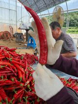 팜모닝 고추·영농일지 게시글 이미지