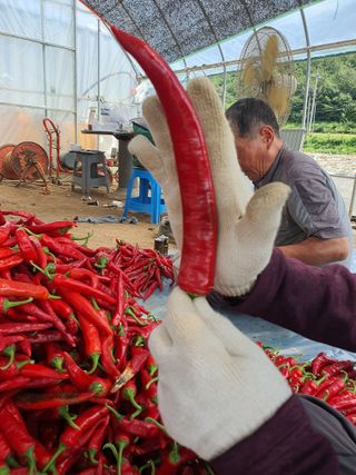 금은숙님의 고추 · 영농일지 작성글 사진