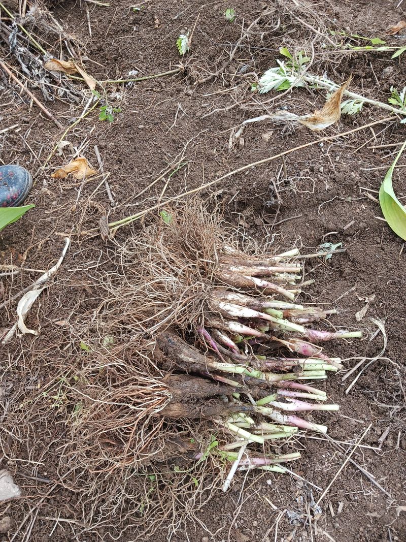 황덕순 님의 장터 판매 상품 [명이나물 가을종근.씨앗 판매] 첨부 사진
