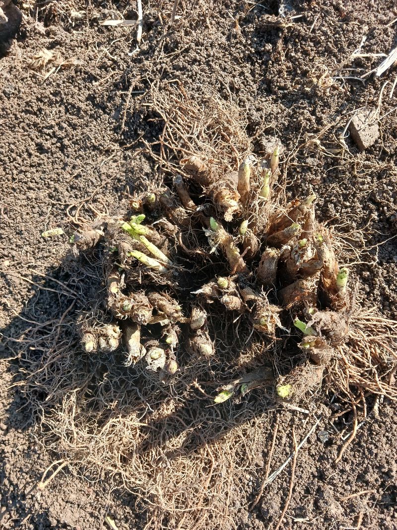 황덕순 님의 장터 판매 상품 [명이나물 가을종근.씨앗 판매] 첨부 사진