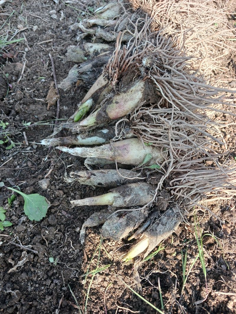 황덕순 님의 장터 판매 상품 [명이나물 가을종근.씨앗 판매] 첨부 사진