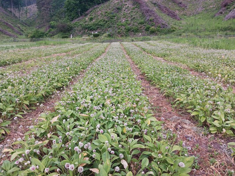 황덕순 님의 장터 판매 상품 [명이나물 가을종근.씨앗 판매] 첨부 사진