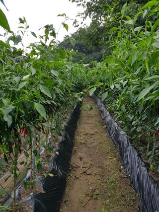 이화수님의 고추 · 영농일지 작성글 사진