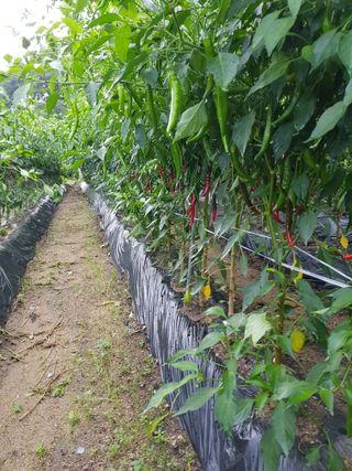 이화수님의 고추 · 영농일지 작성글 사진