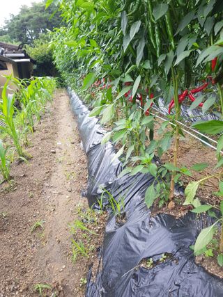 이화수님의 고추 · 영농일지 작성글 사진