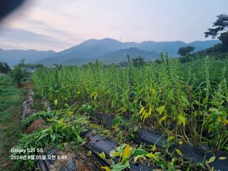 무봉농장(기북)님의 참깨 · 영농일지 작성글 사진