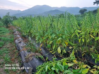 무봉농장(기북)님의 참깨 · 영농일지 작성글 사진