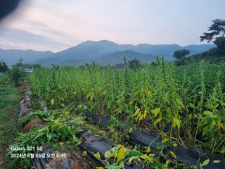 무봉농장(기북)님의 참깨 · 영농일지 작성글 사진