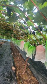 팜모닝 포도·영농일지 게시글 이미지