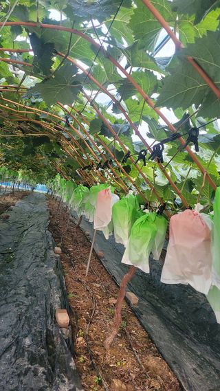 이원규님의 포도 · 영농일지 작성글 사진