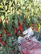 팜모닝 ☀️8월 농작업 계획·참여글 게시글 이미지