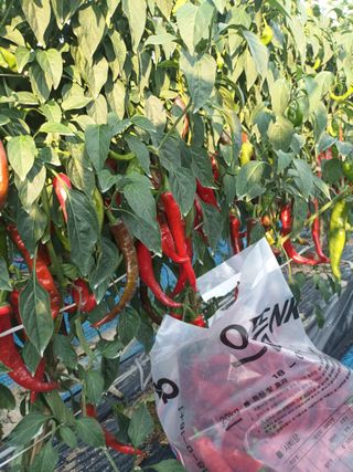 이종원님의 ☀️8월 농작업 계획 · 참여글 작성글 사진