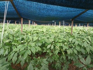 이종원님의 ☀️8월 농작업 계획 · 참여글 작성글 사진