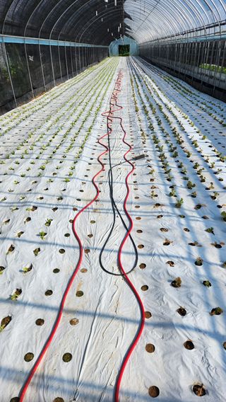 소리사랑 박주현님의 상추 · 영농일지 작성글 사진