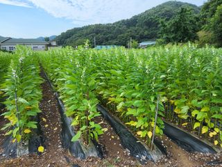 서동님의 참깨 · 영농일지 작성글 사진