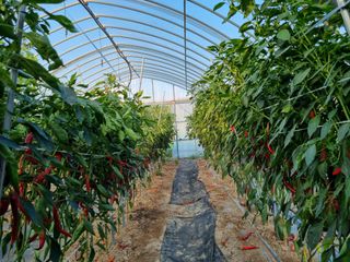 시금치7516최영숙님의 고추 · 영농일지 작성글 사진