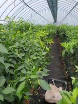 팜모닝 고추·병해충상담 게시글 이미지