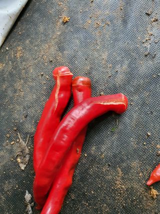 이상협님의 고추 · 병해충상담 작성글 사진