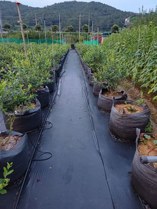 농사블리님의 블루베리 · 영농일지 작성글 사진