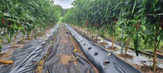 신철승님의 고추 · 영농일지 작성글 사진