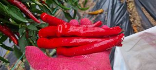 신철승님의 고추 · 영농일지 작성글 사진