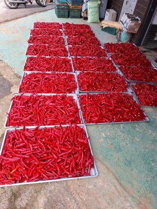 호박 정정호님의 고추 · 영농일지 작성글 사진