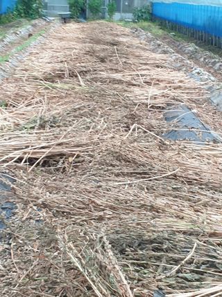 허굴산농장님의 자유주제 · 자유게시판 작성글 사진