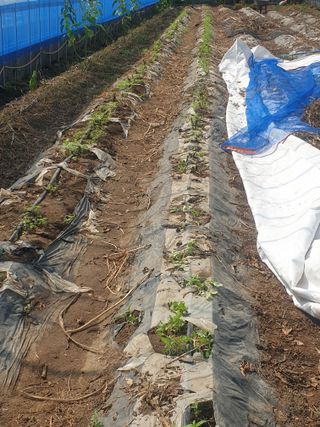 허굴산농장님의 자유주제 · 자유게시판 작성글 사진