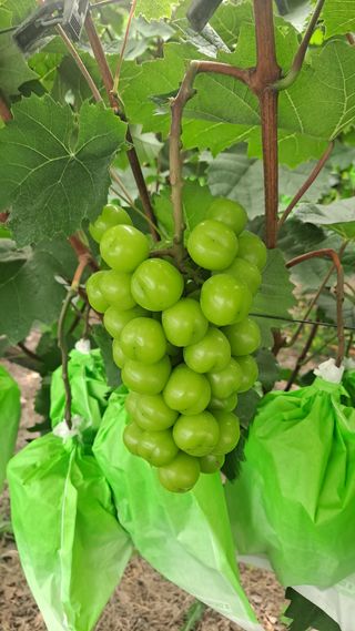 모포리흰개 님의 포도 · 영농일지 작성글 사진