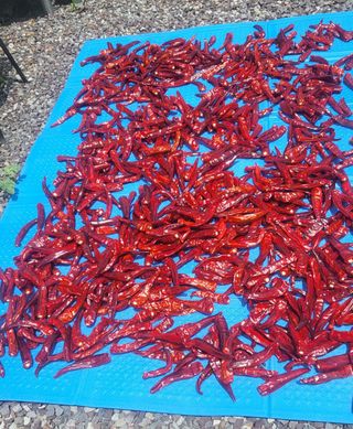 마늘님의 고추 · 영농일지 작성글 사진