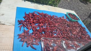 마늘님의 고추 · 영농일지 작성글 사진