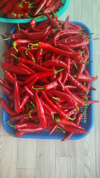 마늘님의 고추 · 영농일지 작성글 사진