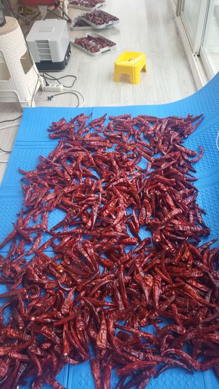 마늘님의 고추 · 영농일지 작성글 사진