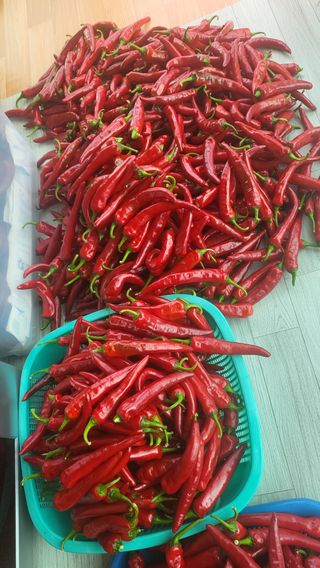 마늘님의 고추 · 영농일지 작성글 사진