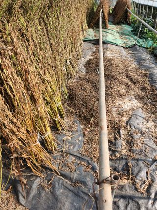 농군님의 참깨 · 영농일지 작성글 사진