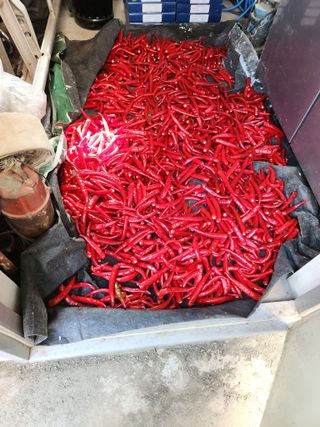 농군님의 참깨 · 영농일지 작성글 사진